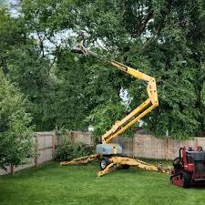 Best Fruit Tree Pruning  in West Monroe, MI